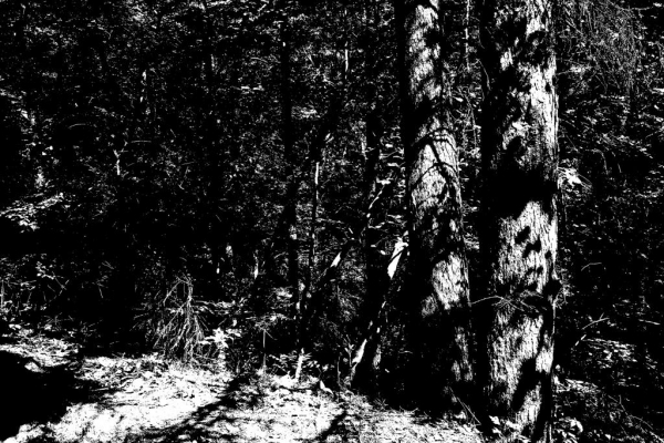 숲 woodcut 60x90cm 2021(작품사진)